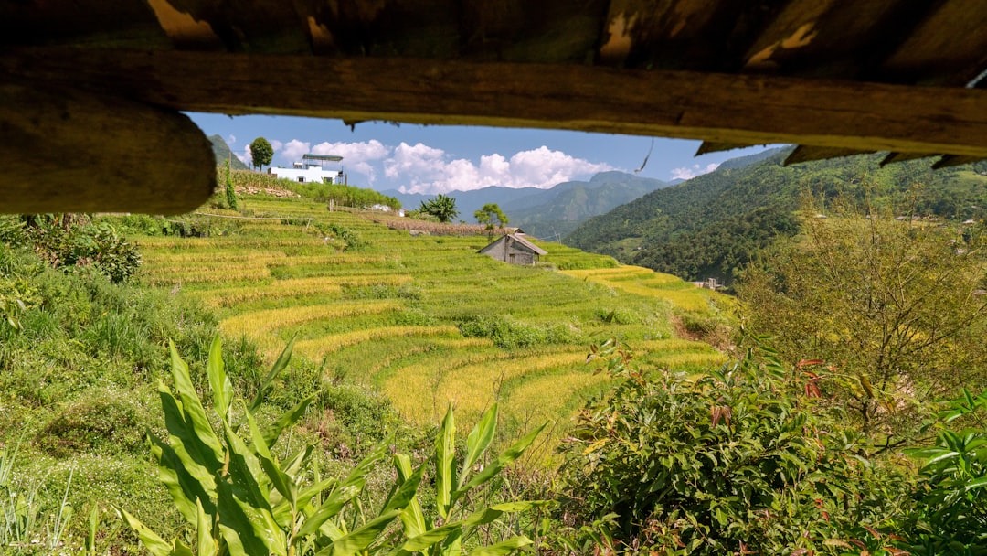 Ruộng lúa bậc thang xanh mướt Ninh Bình